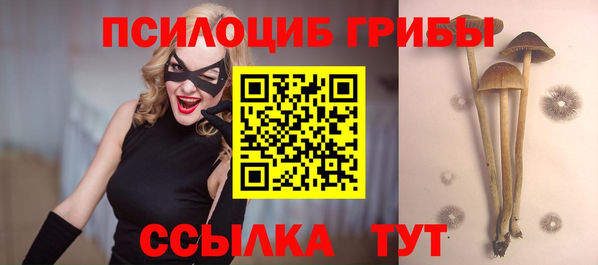 Галлюциногенные грибы Psilocybe Балашов